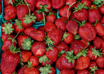 Fresas Orgánicas