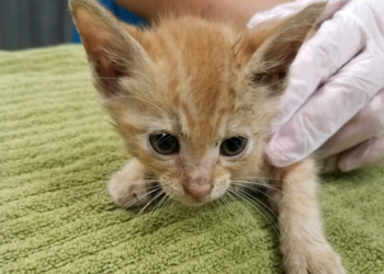 Gatito