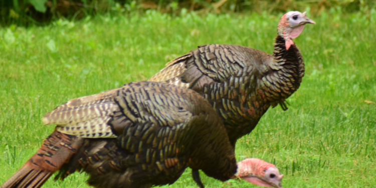 Turkey