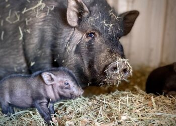 Little Bitty Animal Sanctuary