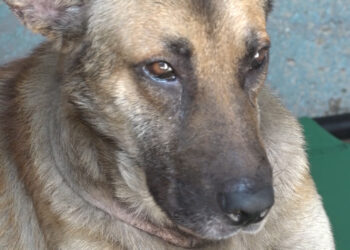 Duke fue el culpable