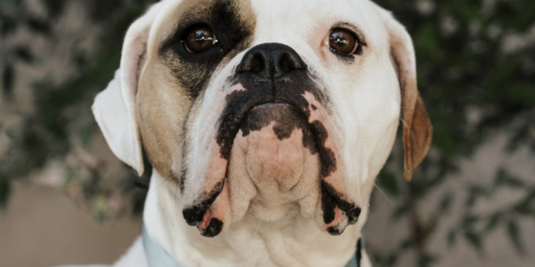 SD Humane Society