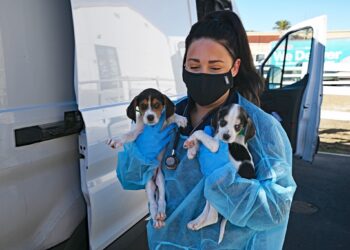 Milagro de navidad salva a 38 cachorros de volcadura y llegan sanos y salvos a San Diego