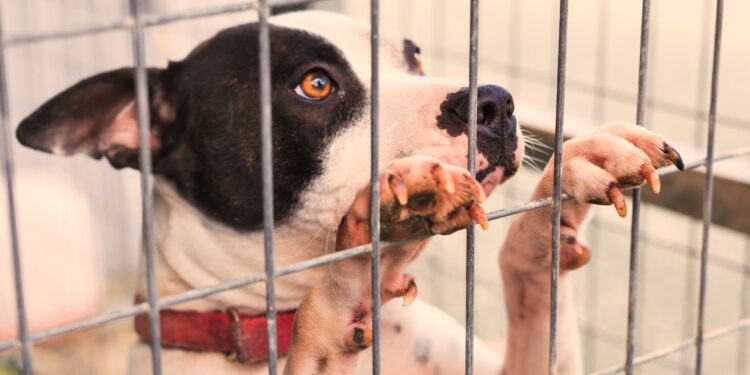 La Sociedad Protectora de Animales de San Diego se enfrenta a refugios sobrepoblados
