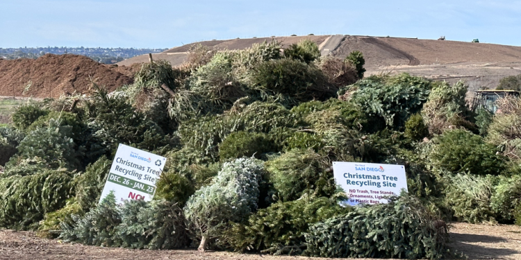 reciclaje arboles navidad