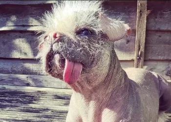 Peggy, el perro feo