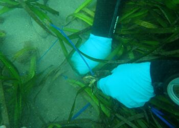 1.7 millones de toneladas métricas de dióxido de carbono son retenidas en pastos marinos de la bahía de San Diego