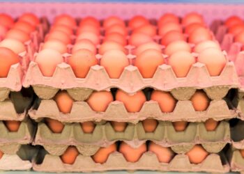 Aumentan los decomisos de huevos en el cruce fronterizo de San Diego