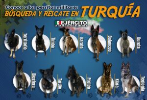 estos son los perros de Sedena en Turquía