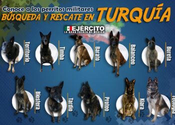 estos son los perros de Sedena en Turquía