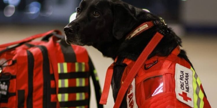 México al rescate con perros rescatistas