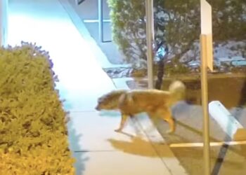 Muere perrito abandonado en San Diego
