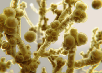 Candida Auris