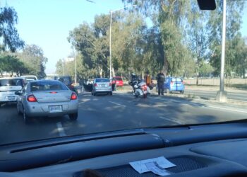 Piden fotografiar a gaviotas en líneas de San Ysidro y Otay