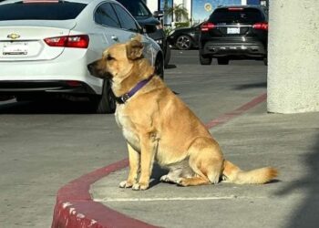 El Hachiko de Playas de Tijuana