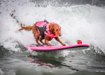 Muere Ricochet a los 15 años, la perrita del surf