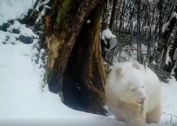 Panda albino