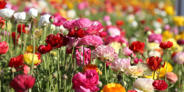 the flower fields
