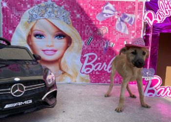 Perritos rescatados de Tijuana tienen sesión de fotos de Barbie