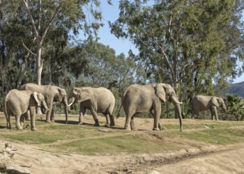 San Diego Zoo Safari Park anuncia “Elephant Valley”, el proyecto de transformación más grande en 50 años