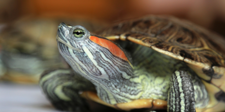 Tortuga