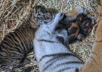 Dos cachorros de tigre de Sumatra nacen en el Safari Park de San Diego