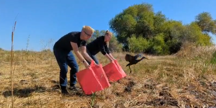 Liberan dos aves rehabilitadas en el lago Tularé ubicado en el Condado de Kern