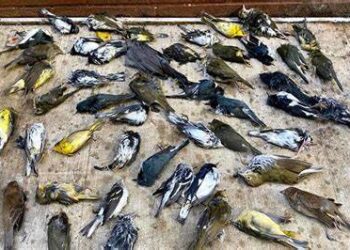 Mueren más de mil pájaros cantores al impactarse contra un edificio en Chicago