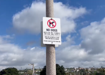 Reúnen firmas para anular prohibición de perros en playa de Mission Beach