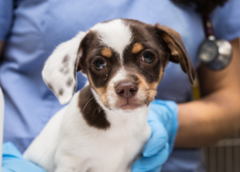 Refugios limitan admisión de perros callejeros por propagación de virus contagioso: SDHS