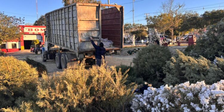 Ayuntamiento de Tijuana habilitó 18 centros de acopio de árboles navideños
