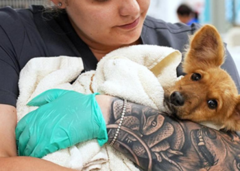 Nueva ley estatal ofrece a los dueños de mascotas la opción de telesalud