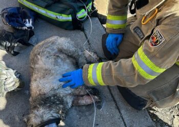Bomberos de Tijuana rescatan a un hombre y su mascota de un incendio