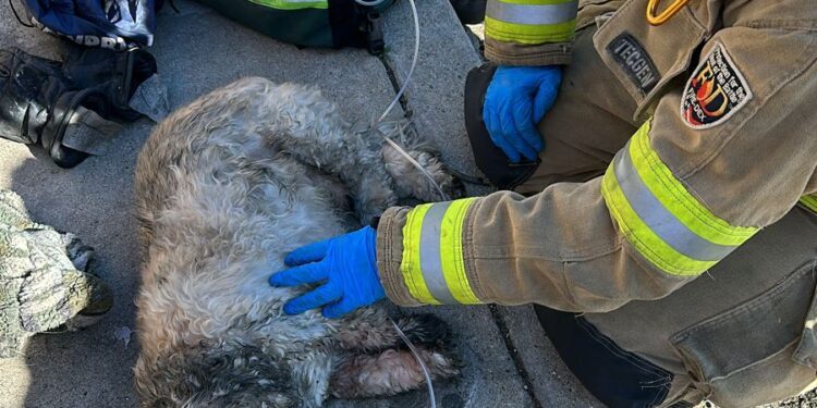 Bomberos de Tijuana rescatan a un hombre y su mascota de un incendio