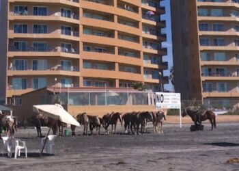 Aprueban iniciativa para prohibir que animales sean usados como medio de transporte
