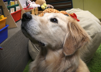 Ollie, un canino muy trabajador en la corte de San Diego