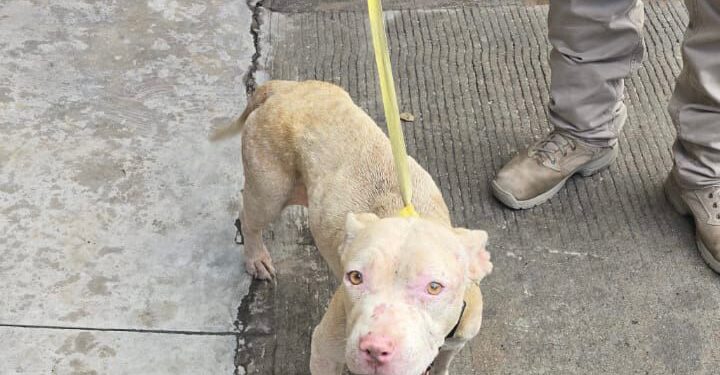 Rescatan perro maltratado en Tijuana