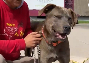 Rescatistas de mascotas piden apoyo de autoridades para poder salvar más perritos y gatos