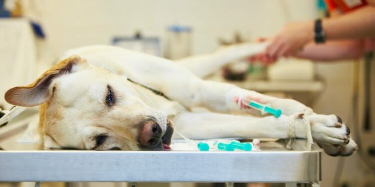 Alerta Veterinaria: Enfermedad respiratoria afecta a perros en Ciudad de México