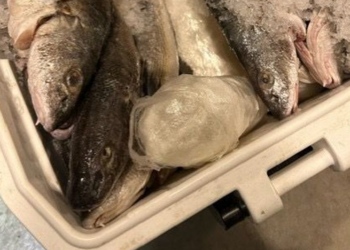 CBP decomisó metanfetamina en una hielera con pescado