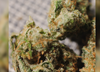 Flor de Marihuana
