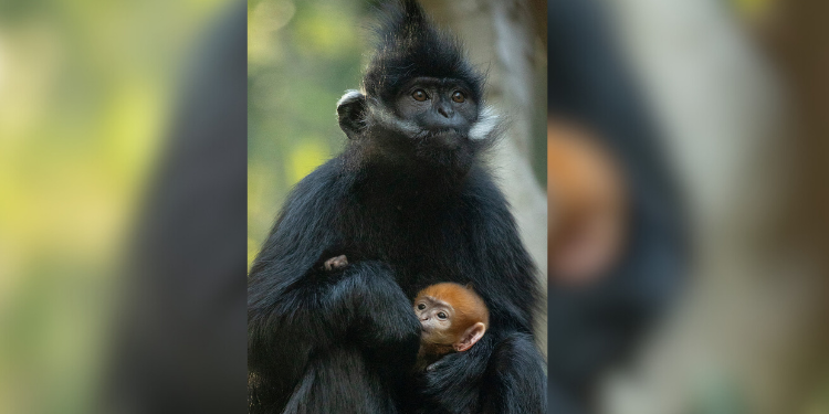 langur de Francois