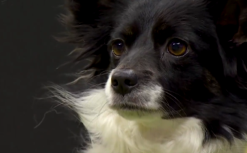 Perra mestiza gana premio de agilidad del WKC Dog Show