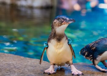 Azulito", un pingüino azul que llegó desde Australia en 2022