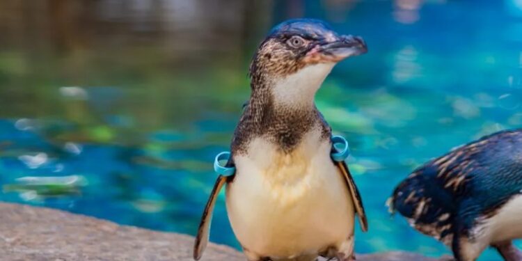 Azulito", un pingüino azul que llegó desde Australia en 2022