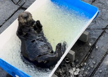 Semana de concientización sobre las nutrias marinas en SeaWorld San Diego