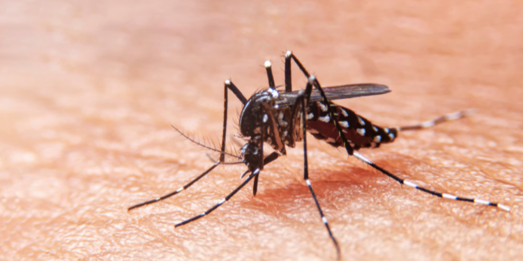 Reportan el segundo caso de dengue adquirido localmente