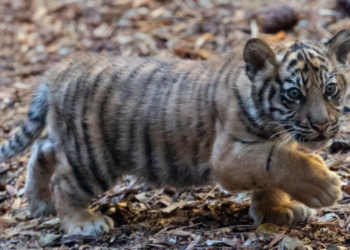 Cachorro de tigre de Sumatra hace su aparición en el Safari Park del Zoológico de San Diego