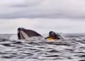 ballena