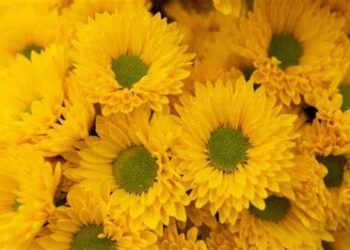 Este 21 de marzo es el Día de las Flores Amarillas